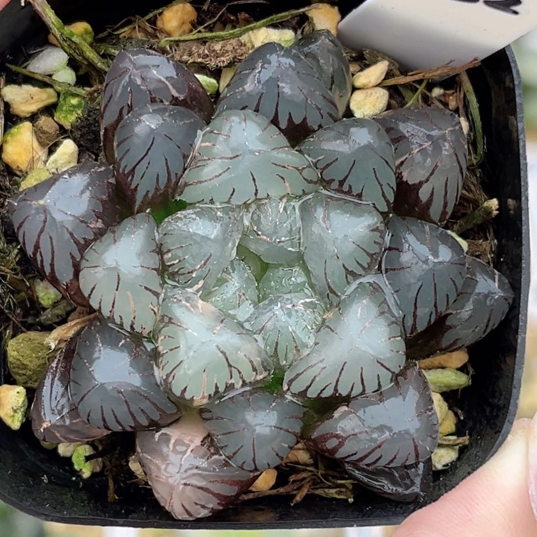 32冰灯玉露锦福利专场