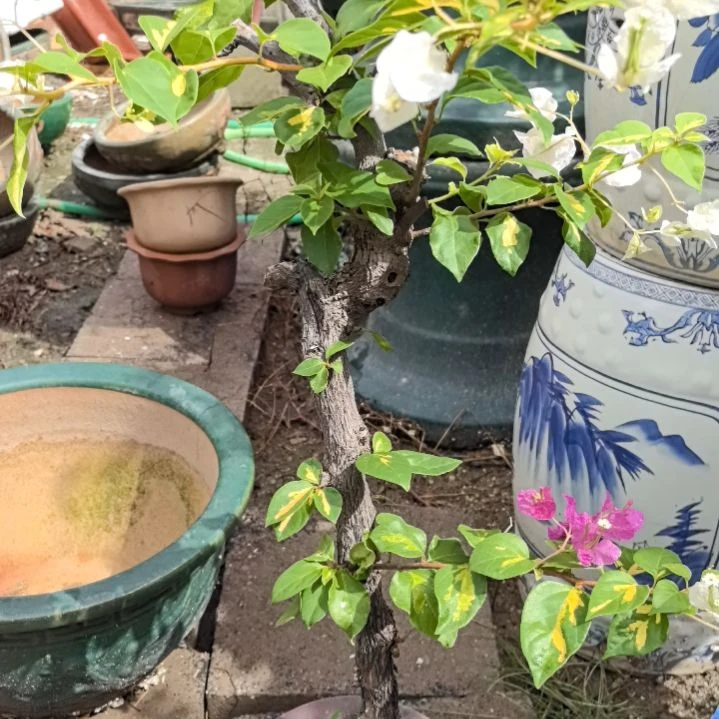 杰***哥三角梅一个带盆包邮