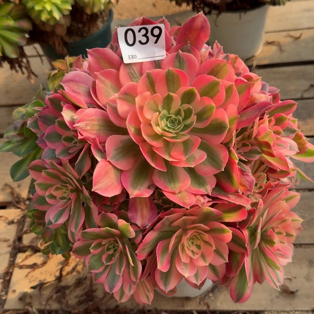 【闪购商品】039多肉