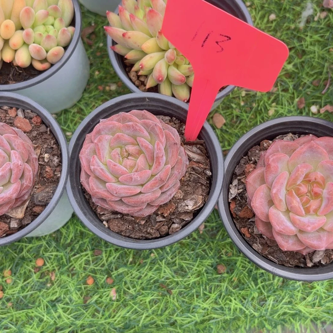 *****我的小可爱们都好可爱