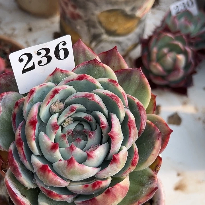 惊鸿惊鸿惊鸿 236叶展 11默认裸根发货