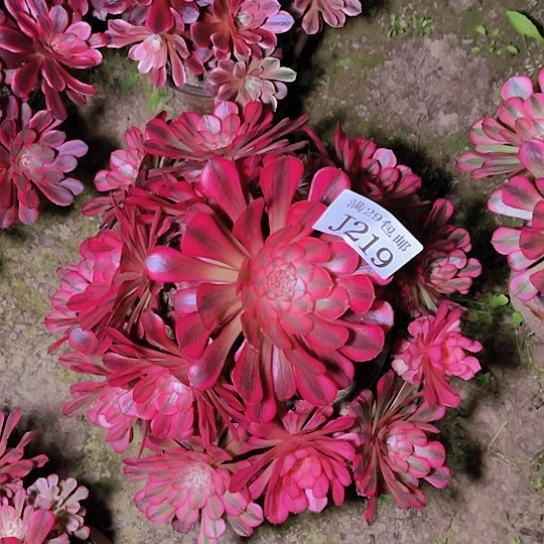 219红铜白多肉植物