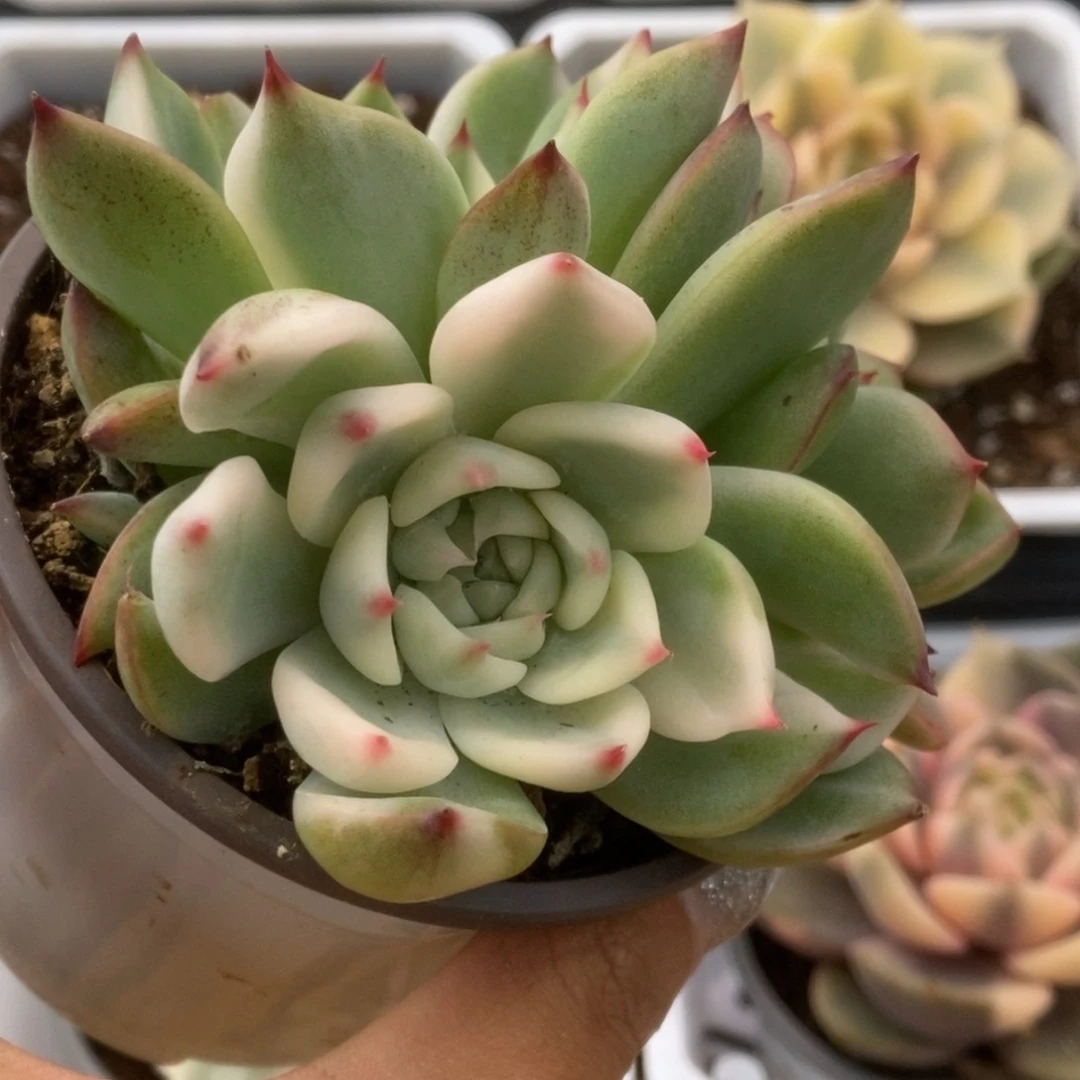 145锦锦锦锦锦锦锦锦
