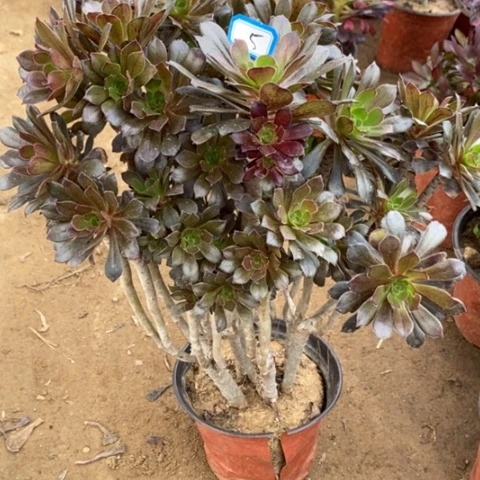 灰朵朵砍过丛林一物一拍