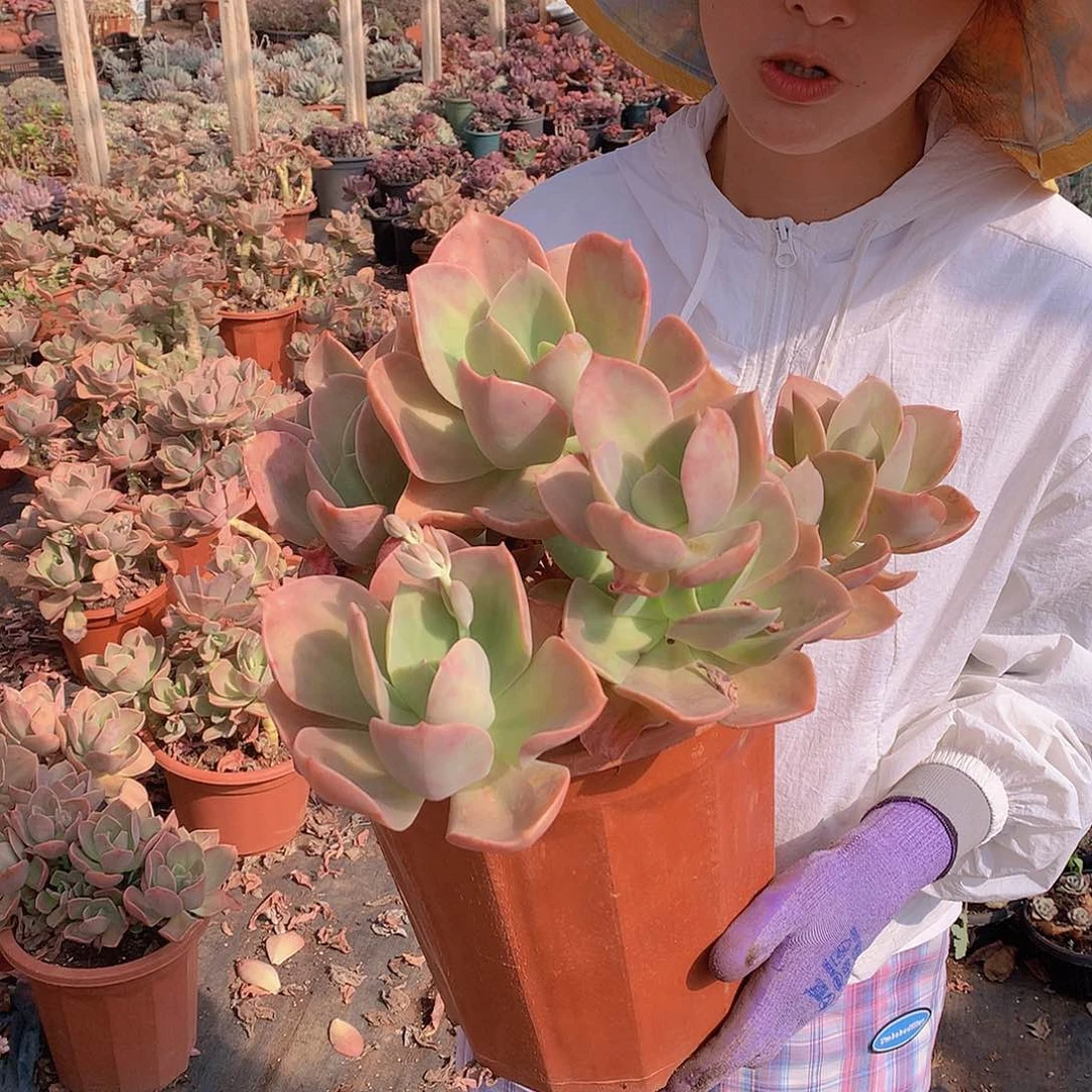 贺氏28 多肉植物