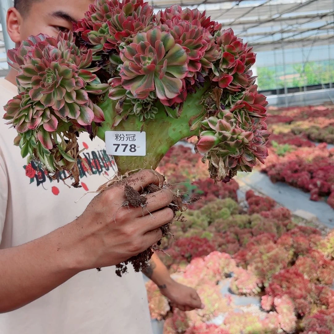 778 多肉植物法师