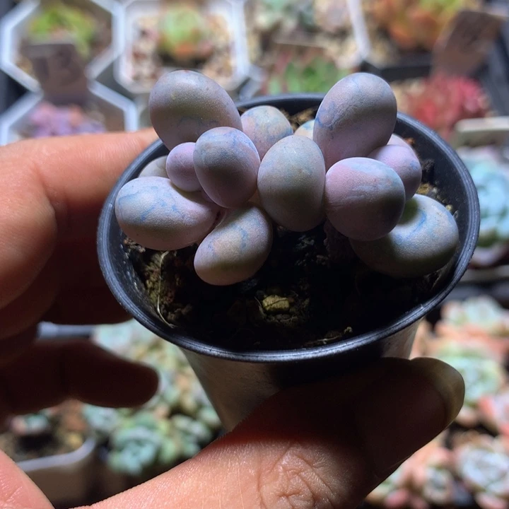 双头蛋黄奶一物一拍