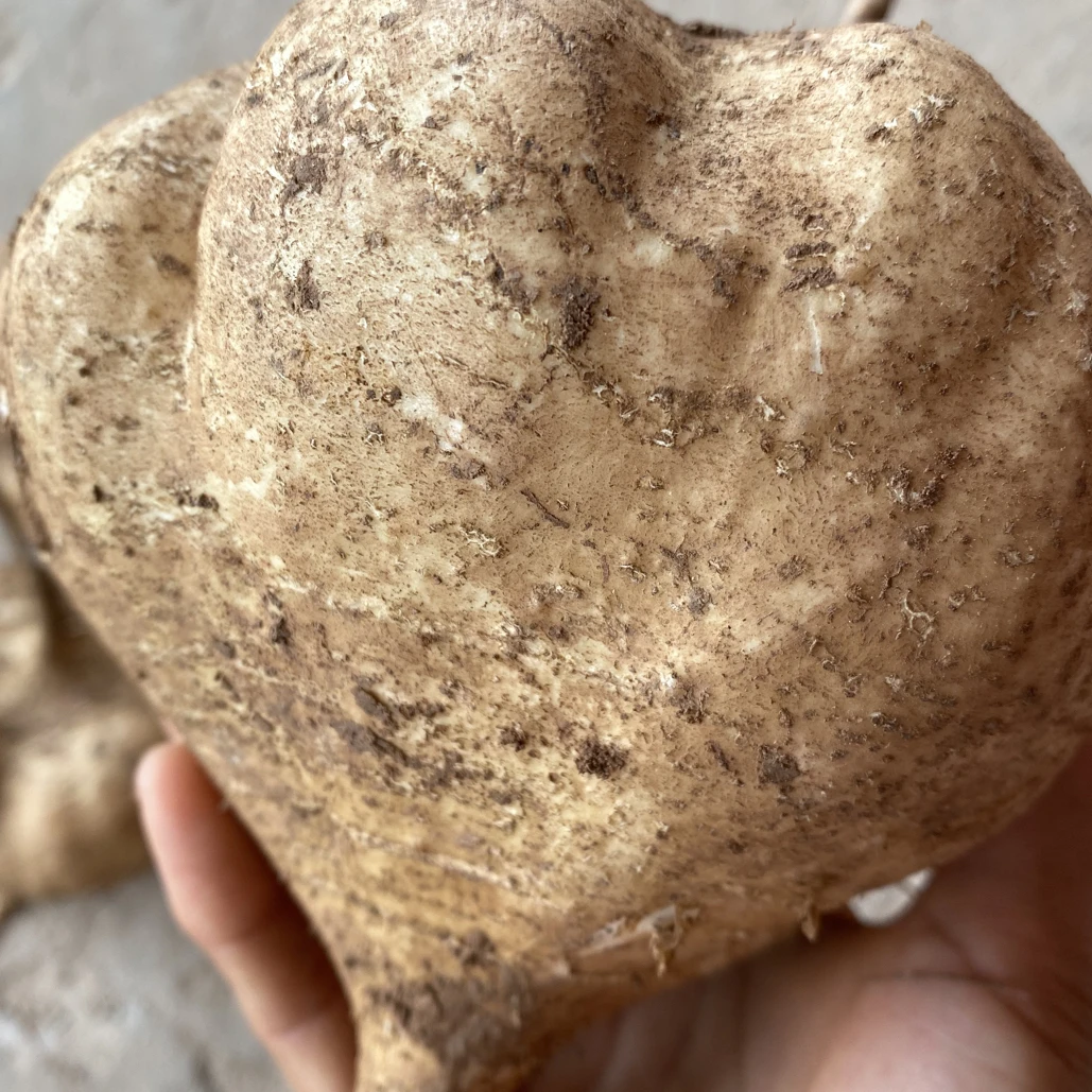 农家好吃的凉薯白地瓜，脆甜可口，可生吃炒凉拌吃