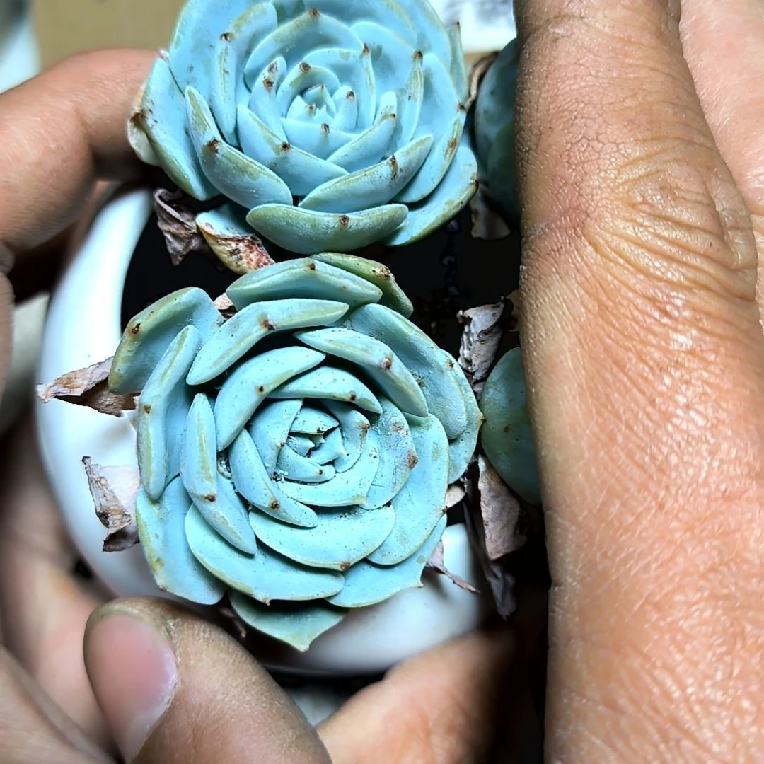 满6元包邮，#蓝鸟包子俩颗