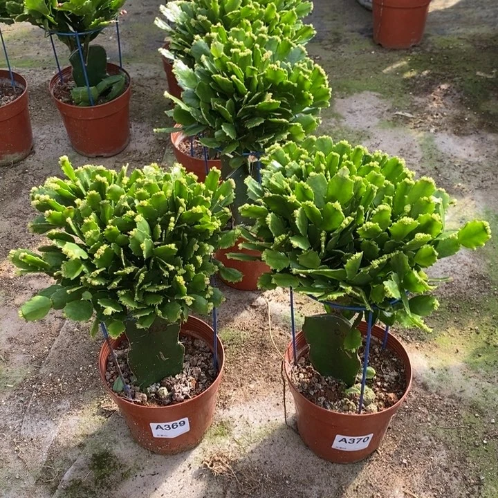 当前无花栽培后可以开花369，370嫁接028
