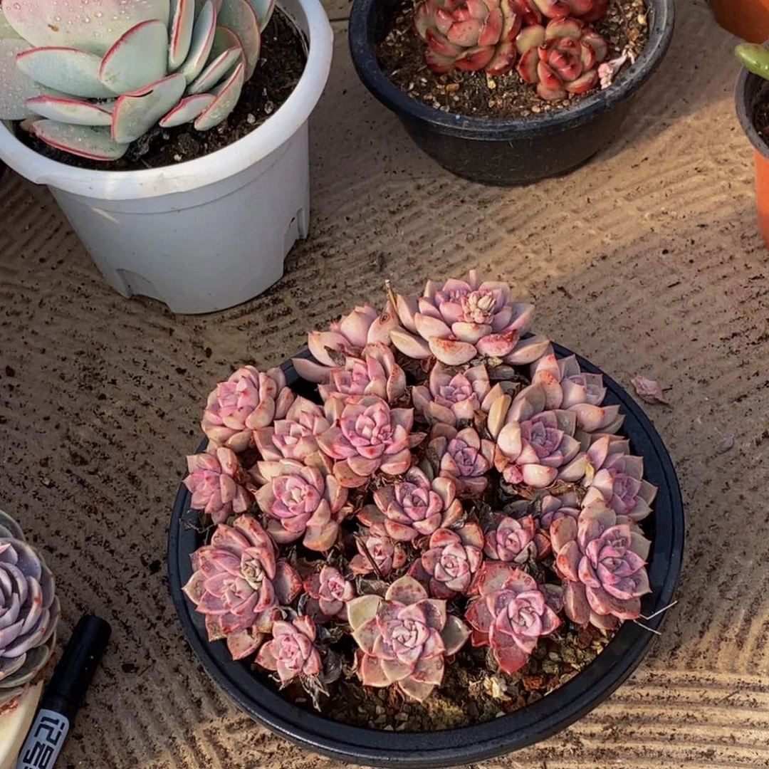 悠*?48包邮一物一拍多肉植物