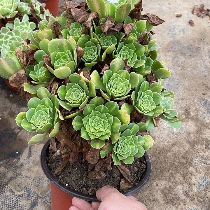 82琉璃多肉植物法师