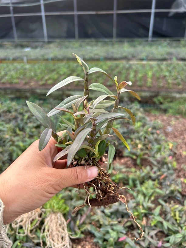 可食用可观赏雁荡山铁皮石斛一年半红杆苗/发4丛