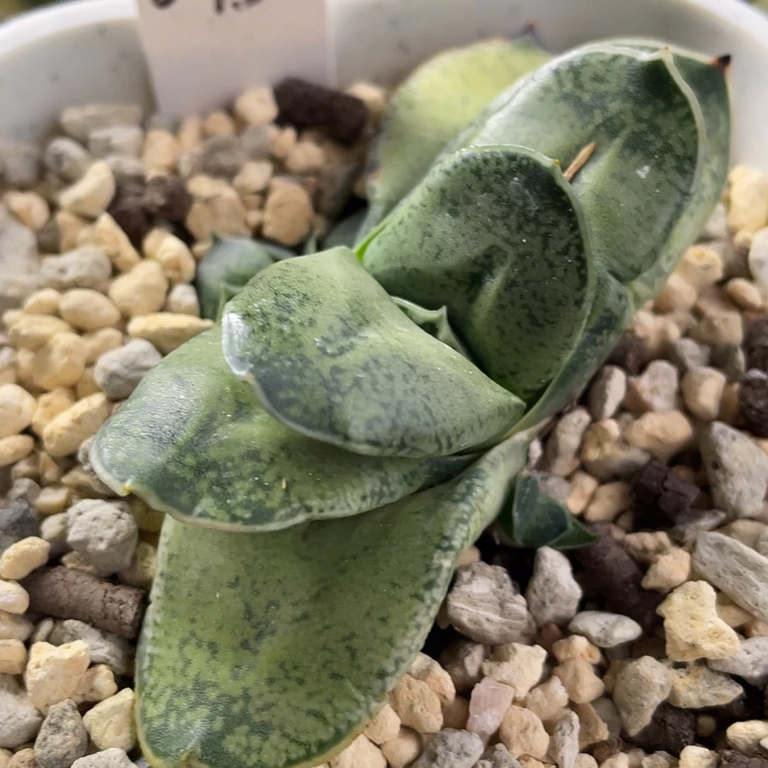 045脱土发货11111