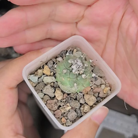 升云龙实生根直径2