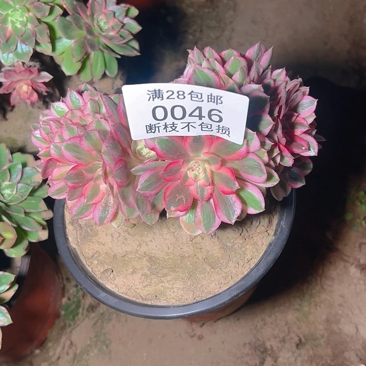 0046倾城缀多肉植物