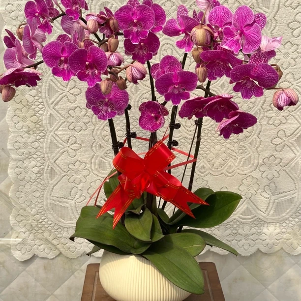 【狮子王】3.5杯蝴蝶兰懒人花 室内花卉 花期长 好养活