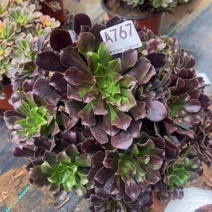 欧若拉多肉植物767.