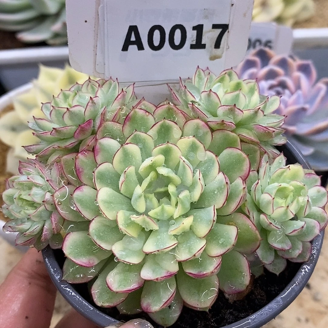 17群生梦幻玫瑰哈哈哈