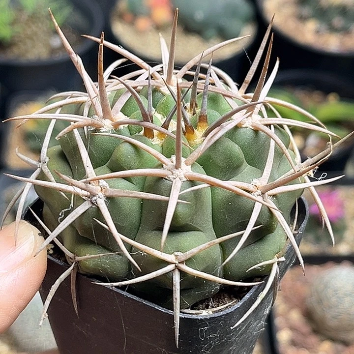 中刺碧岩玉实生球5.5公分