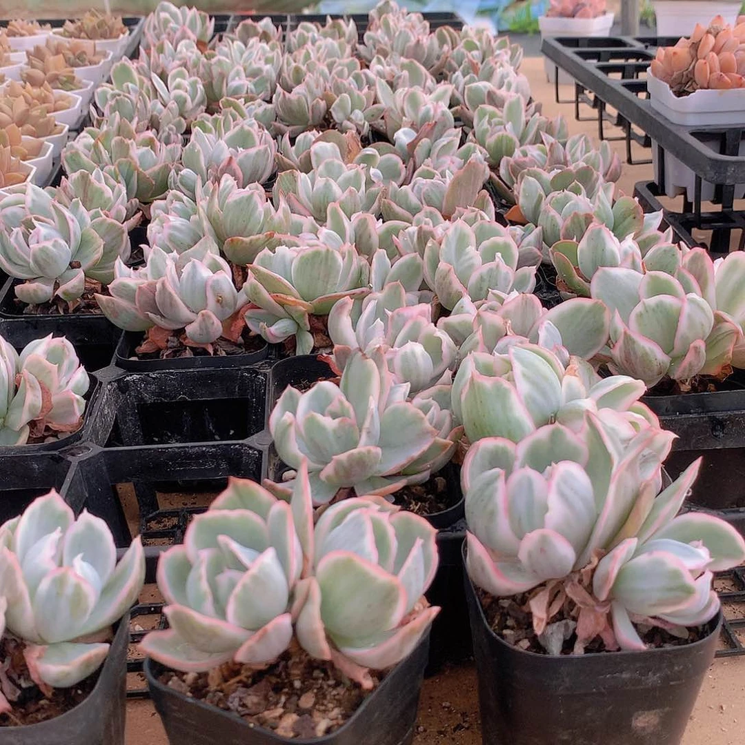 双头伯克利锦477777777777777