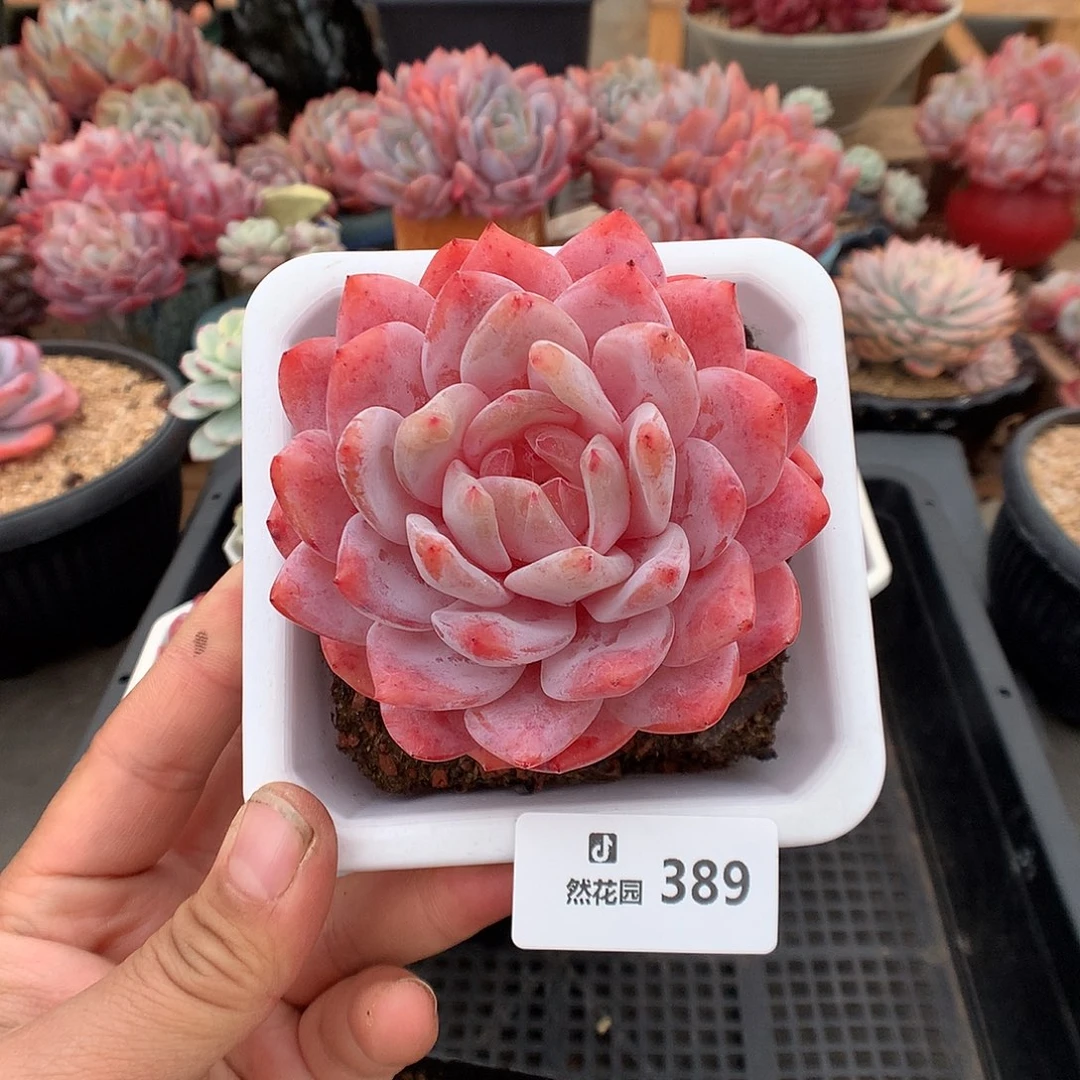 389雪天使多肉植物一物一拍