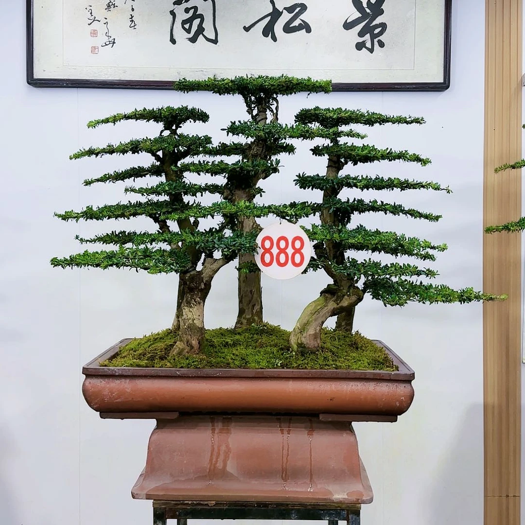 盆景欢迎大家一起来捡漏