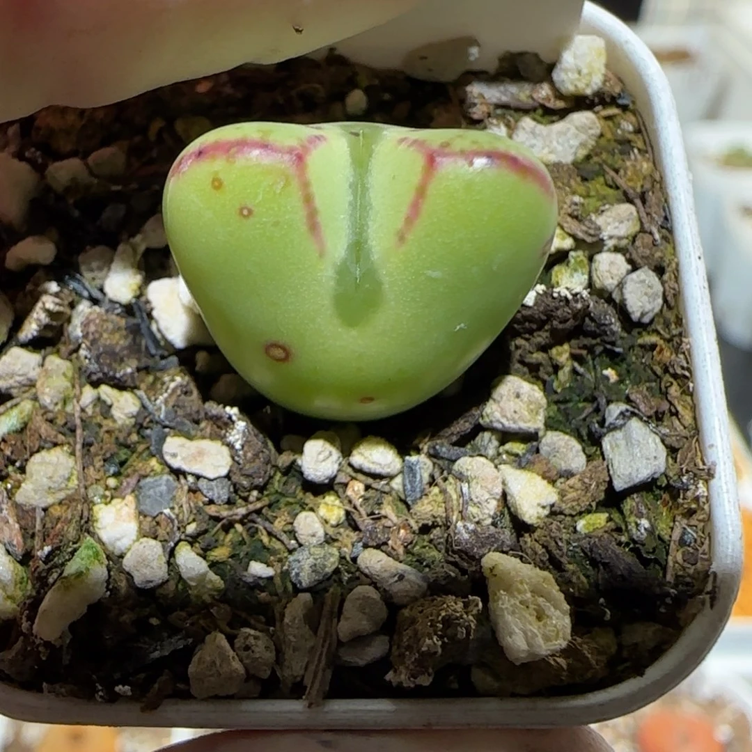 肉锥多肉植物百科2-少将1650