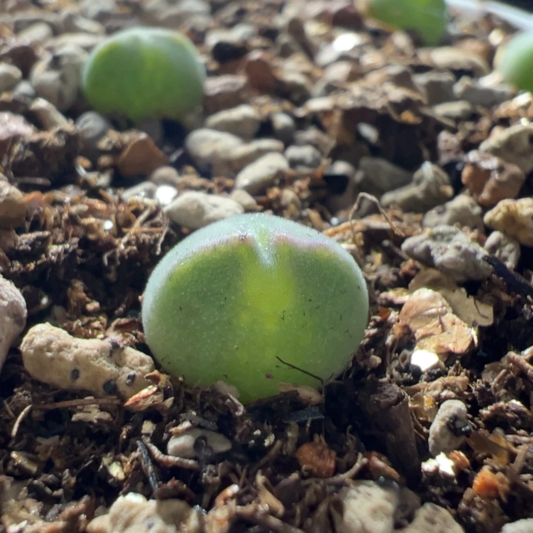 超短耳空蝉多肉植物