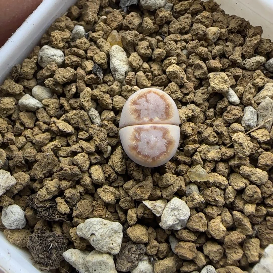 984二蜕小个子饼干