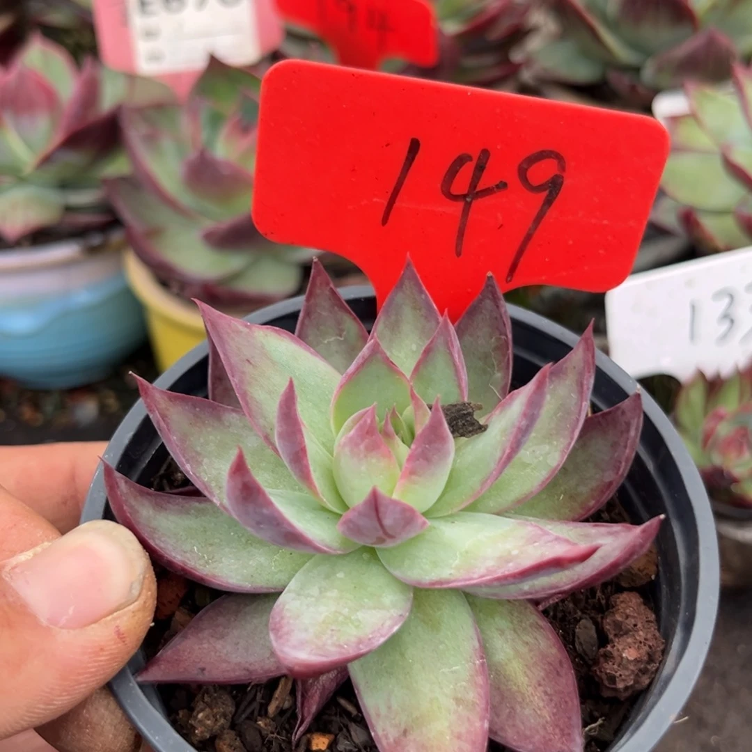 惊鸿仙子多肉植物149