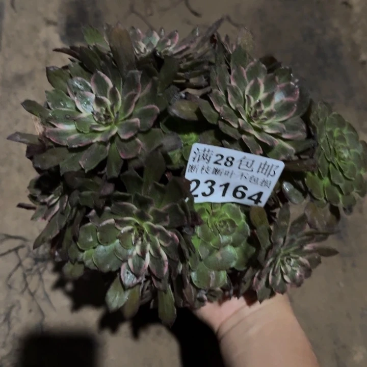 23164紫霞多肉植物