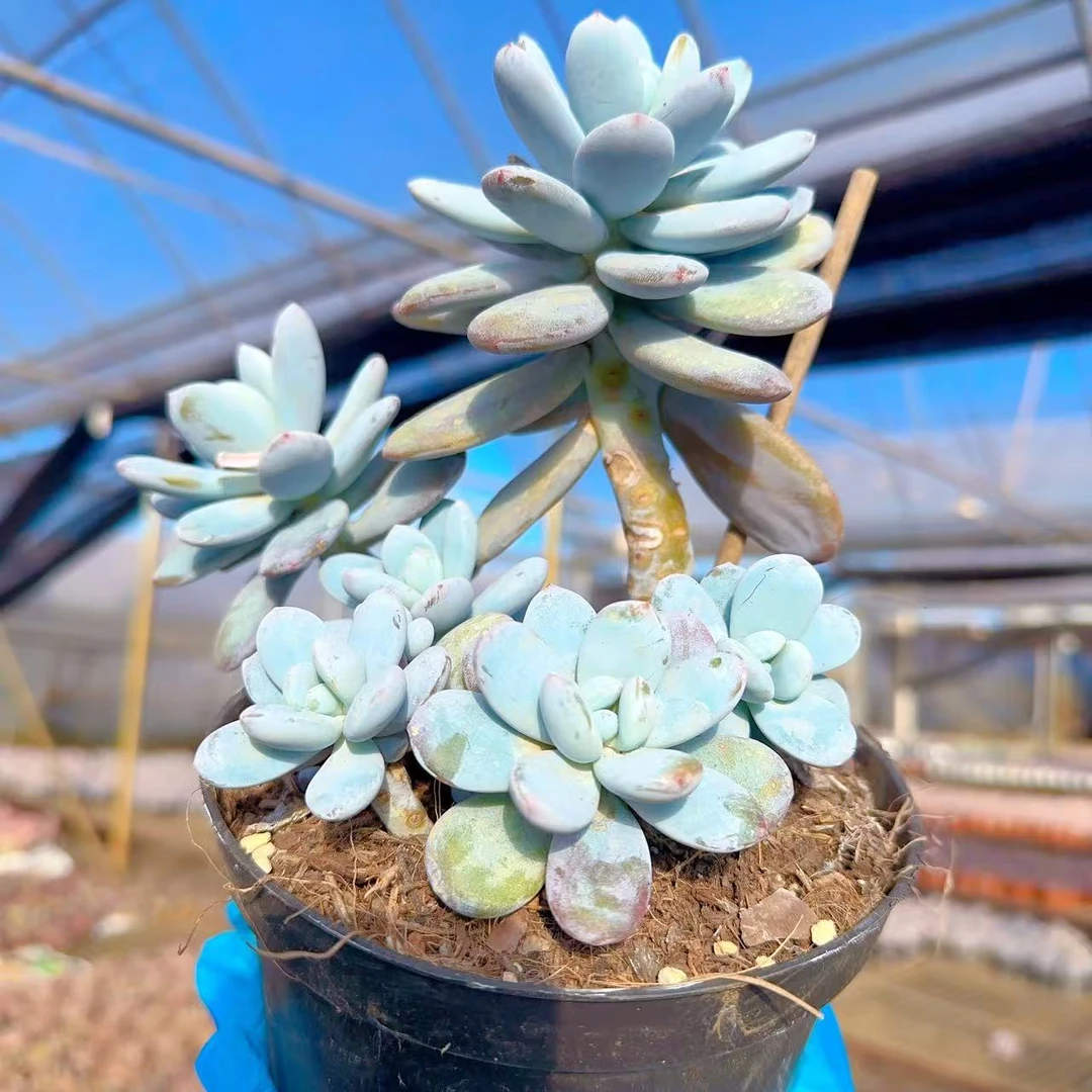 【雪美人】 多肉植物 绿植盆栽