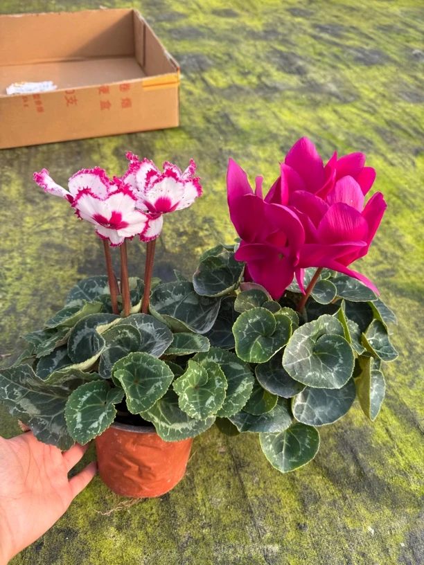 【维多利亚➕妖精紫】（120盆）仙客来室内观赏花卉