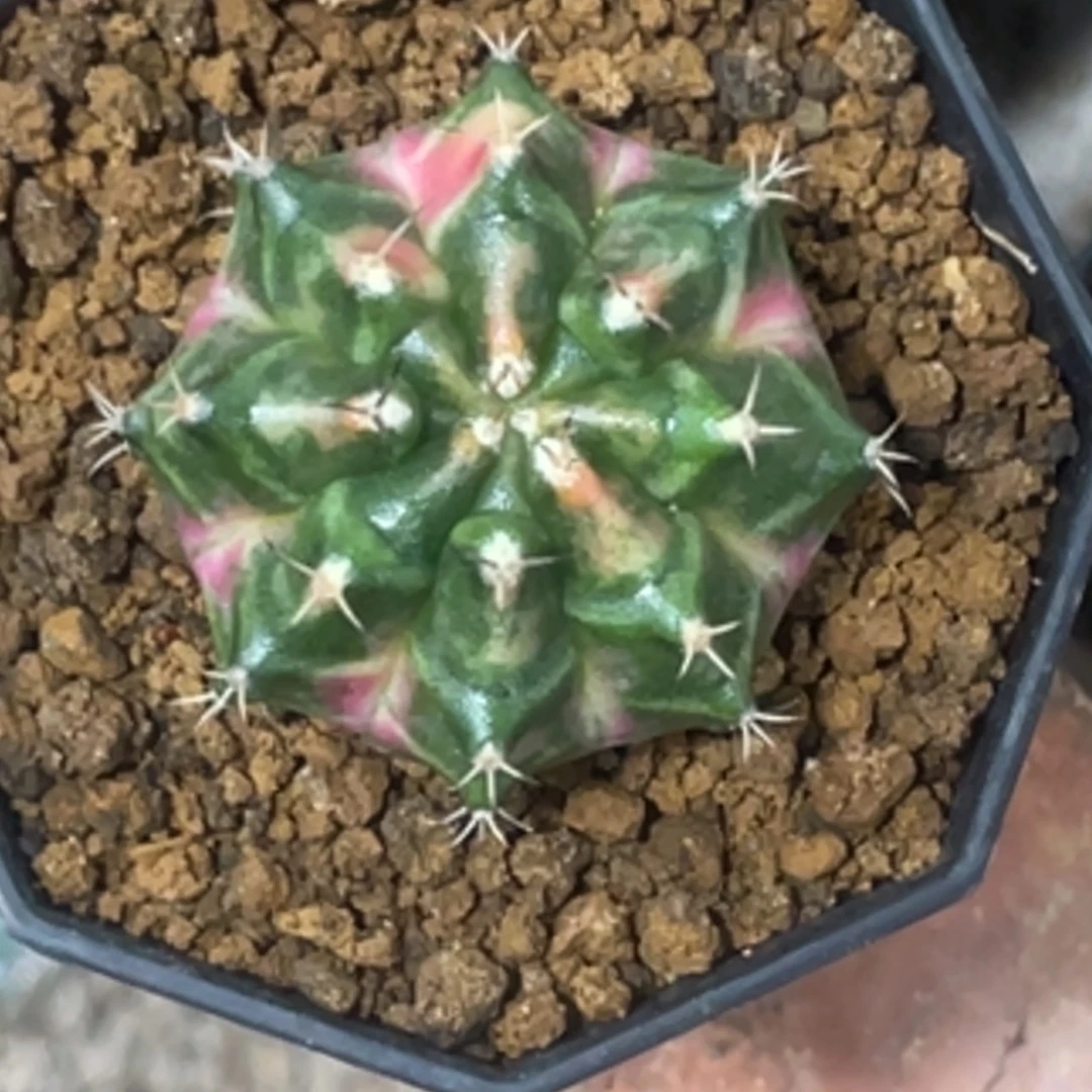 当前无花朵，栽培后可花朵粉白臀虎斑