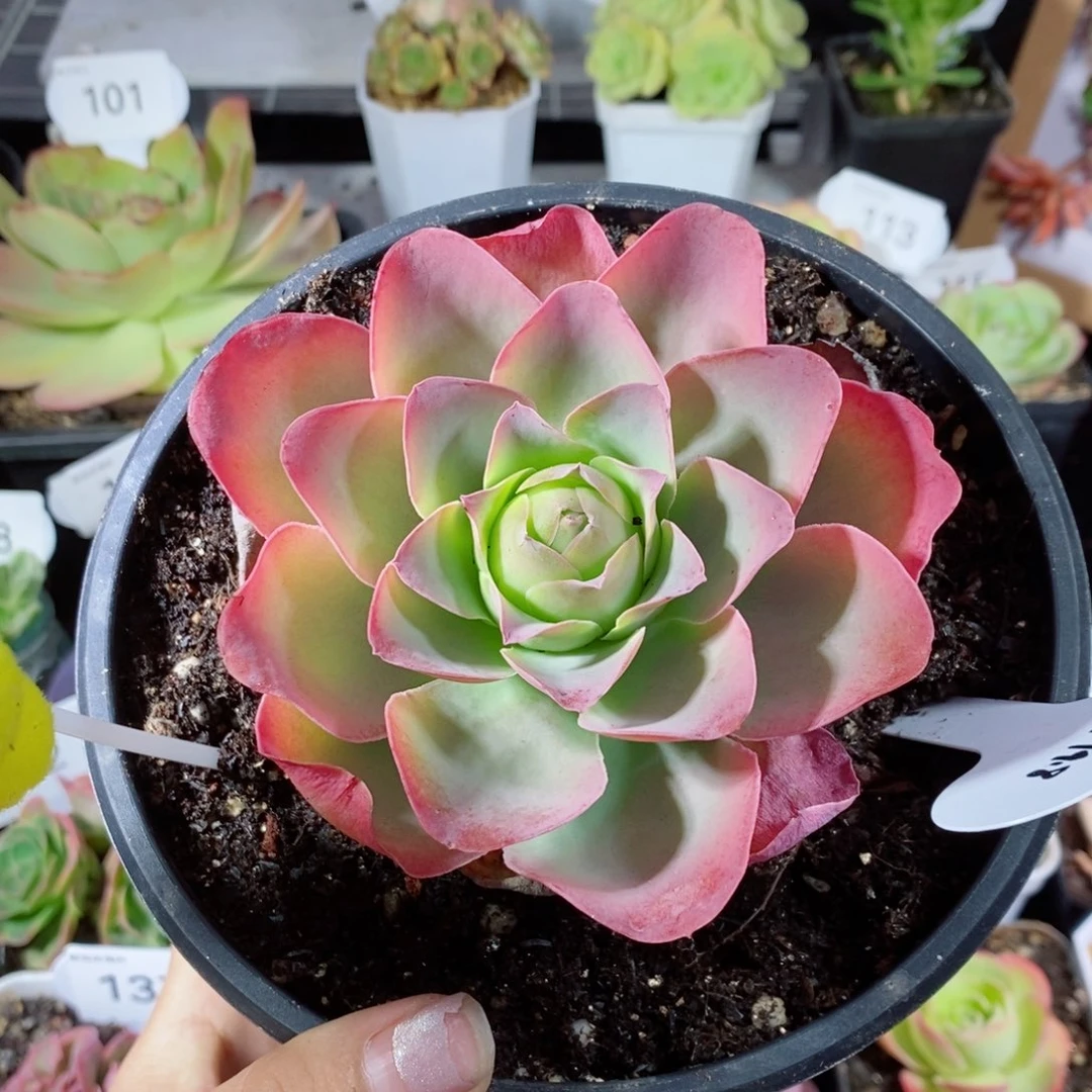 238单颗酱紫母本。