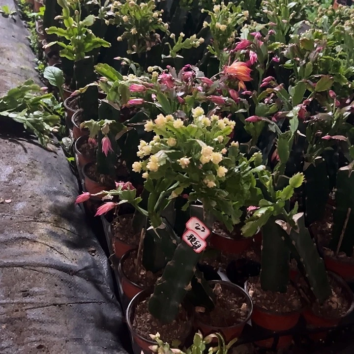 凡***U，索指，橙指各一支