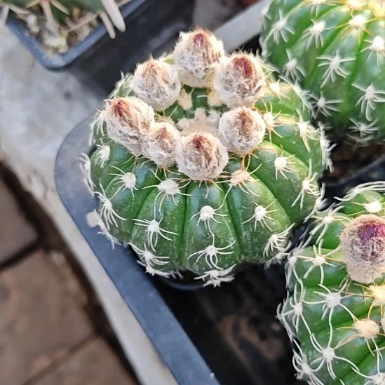 实生眩美玉仙人球