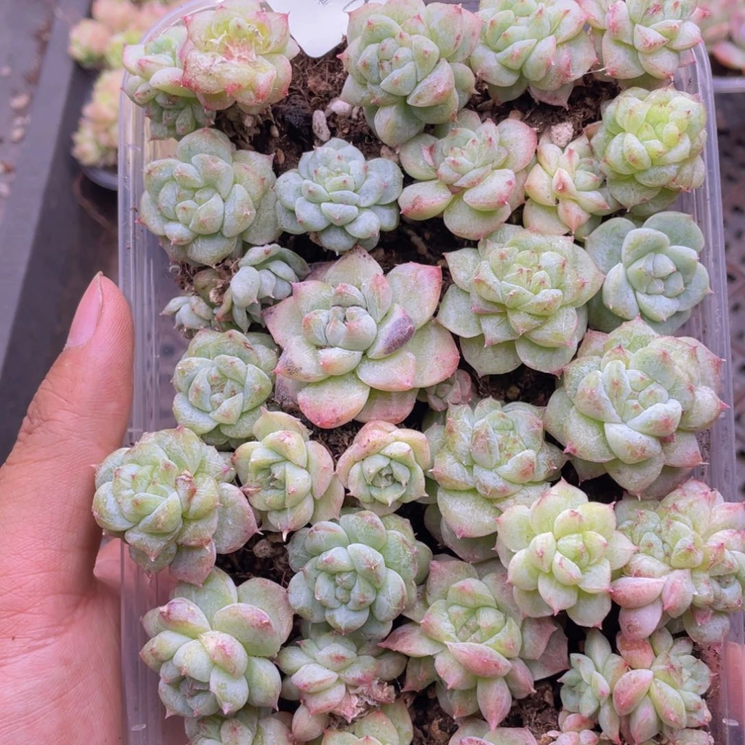 云糖心多肉植物218