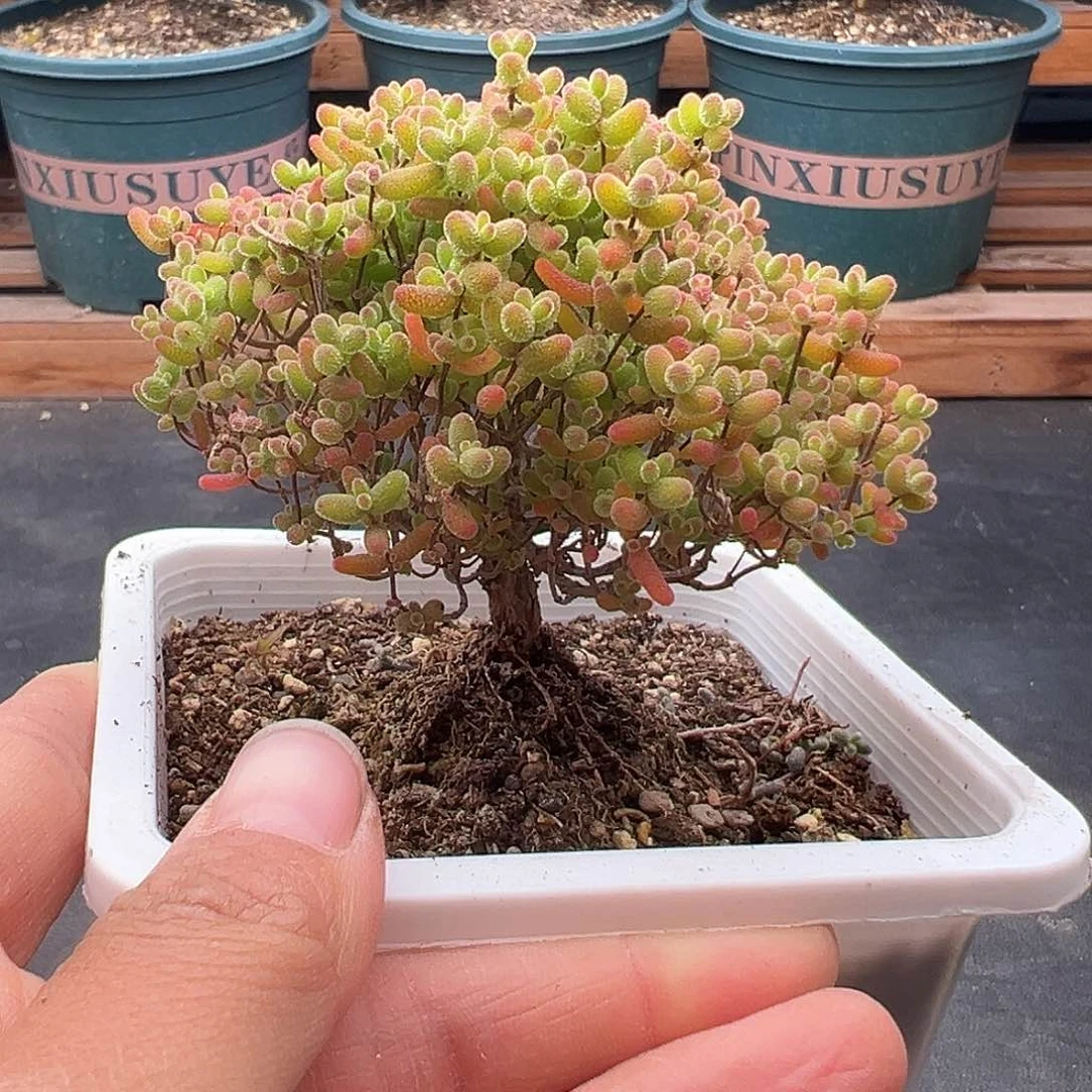 1063号开播福利密橘糖球1.4多肉