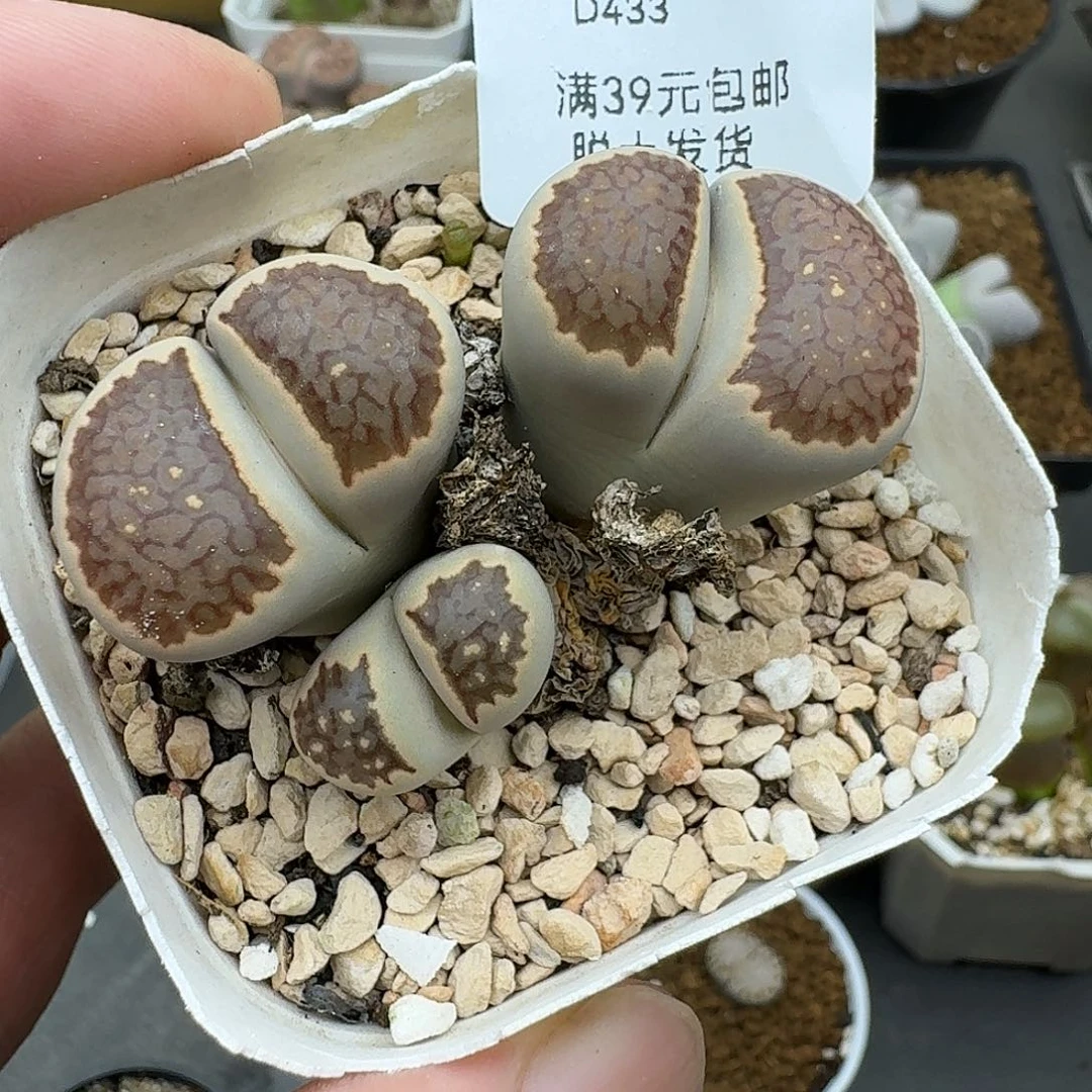 433多肉哈哈哈哈哈哈好怪