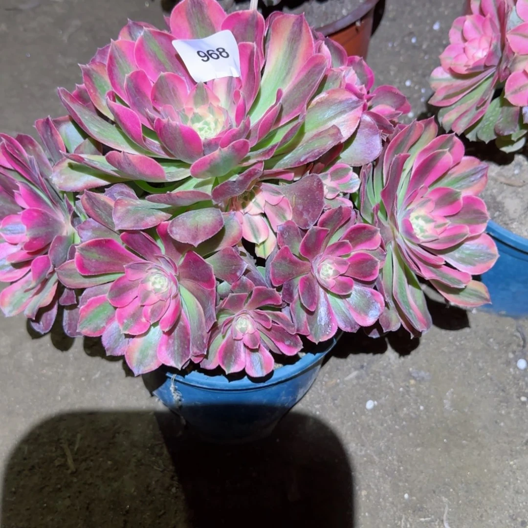 香妃法师多肉968