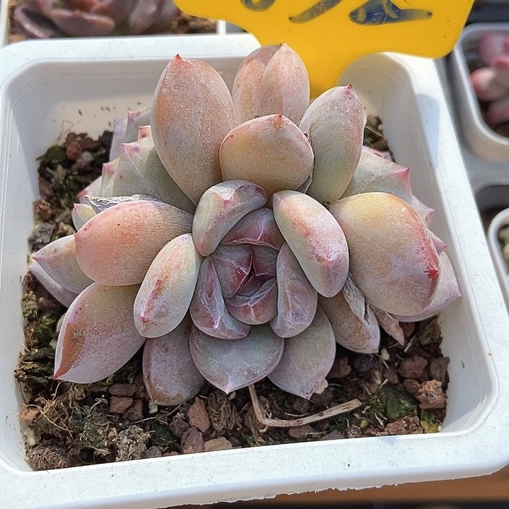 多肉植物852多肉