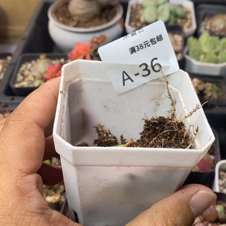 哟*猴26666696969999999999