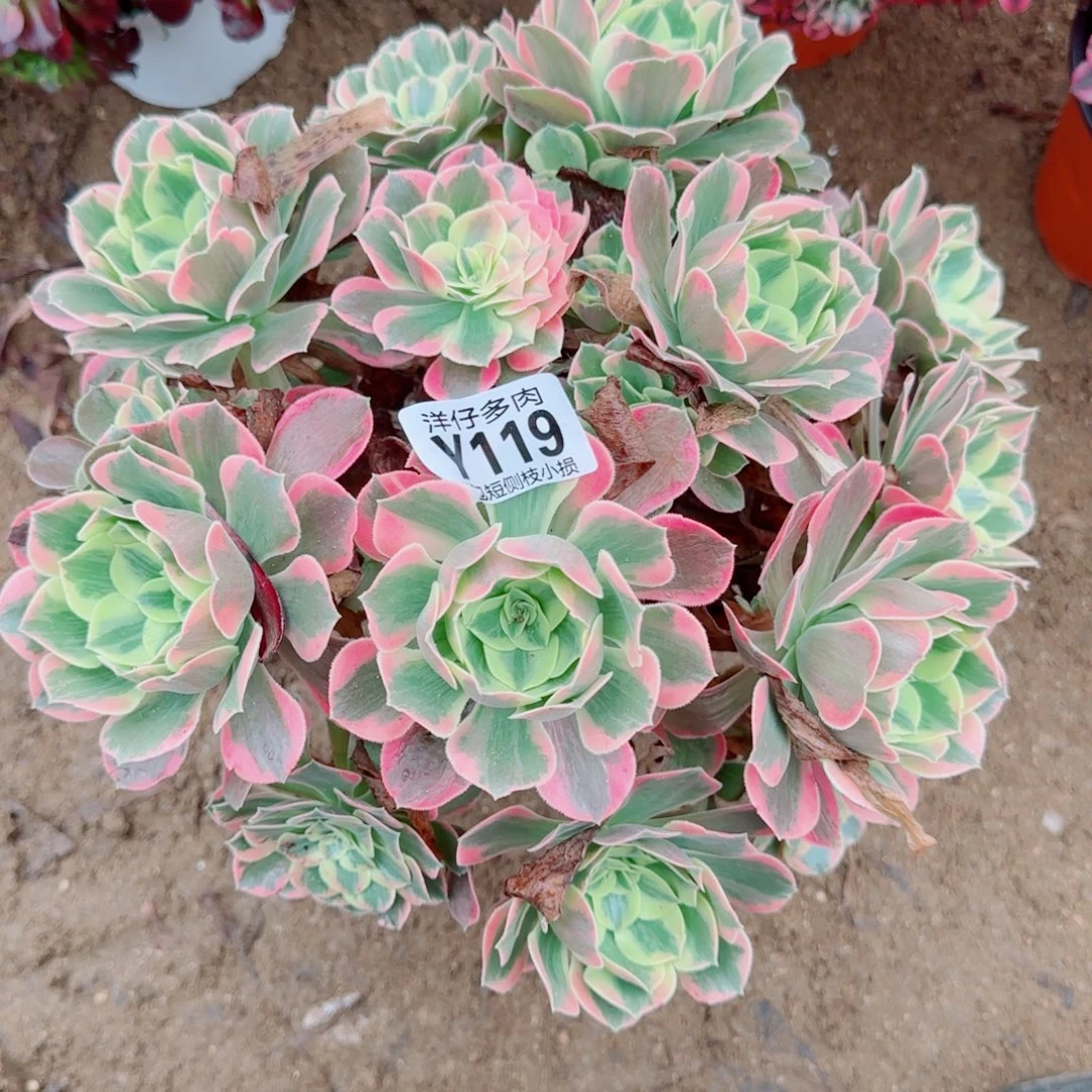 粉女妖119尺寸28左右2