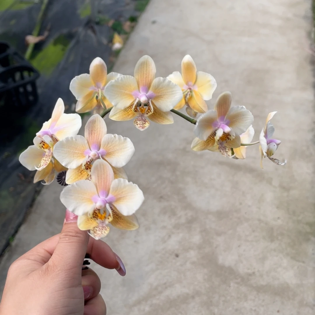 当前无花栽培后可以开花swr23pu西交黄史抽梗苗一颗3.5