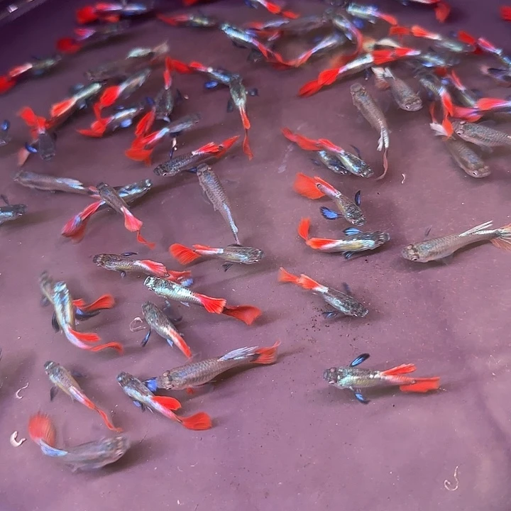 孔雀鱼小象尔10条