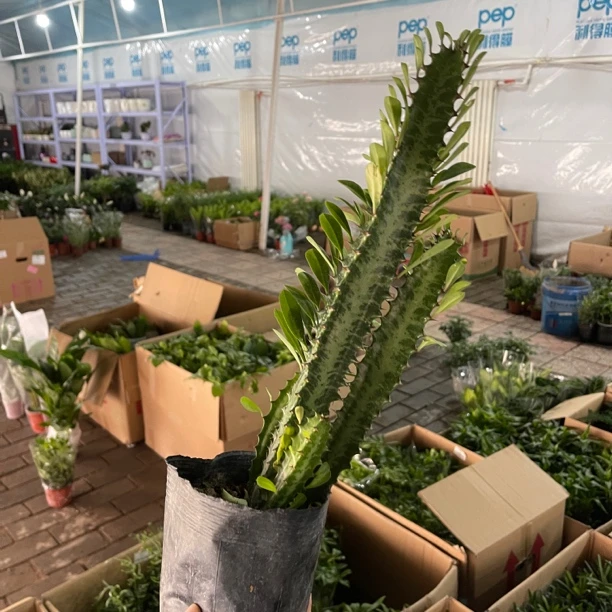 土培龙骨原盆 一盆