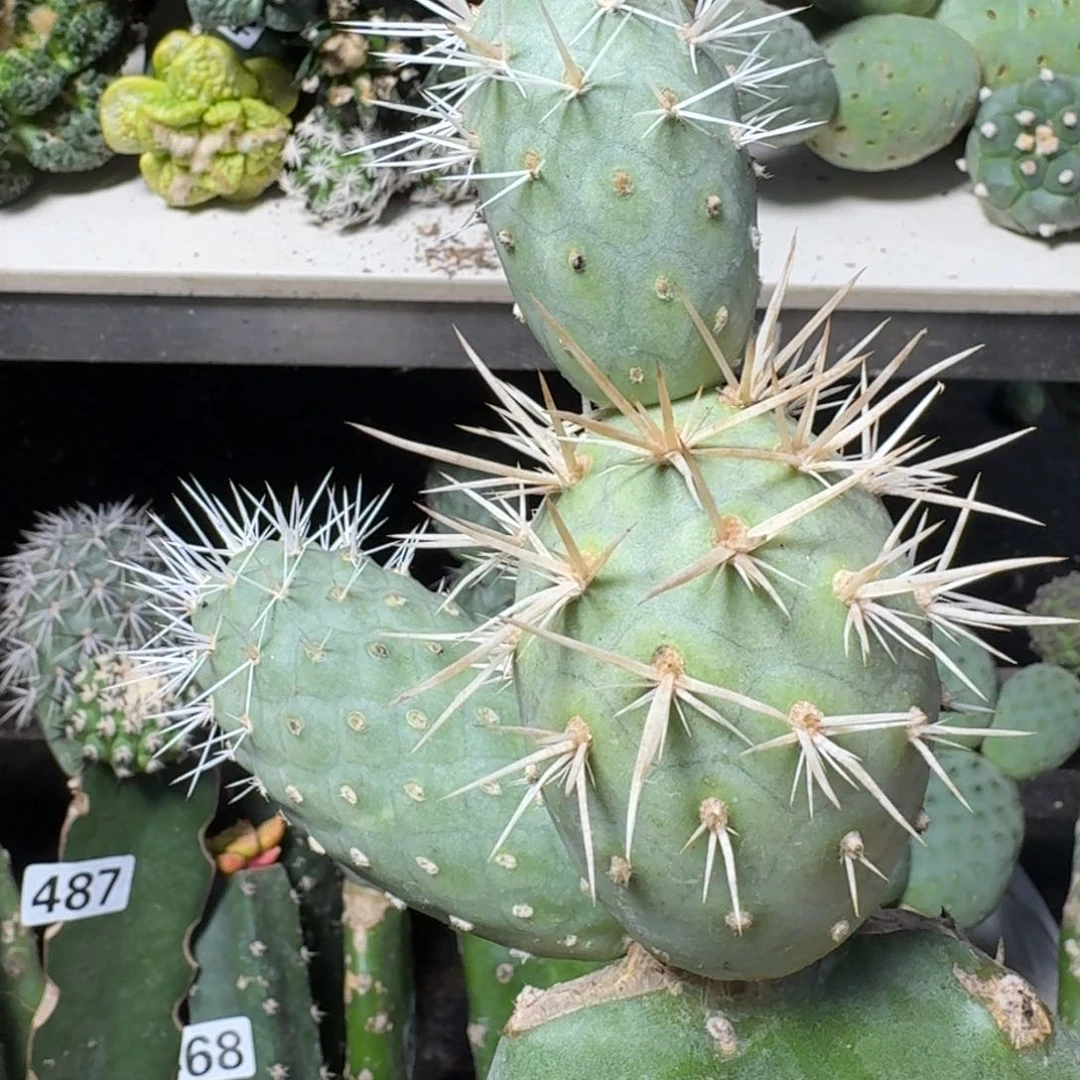 【闪购商品】无花朵三头产地奶白瓷489