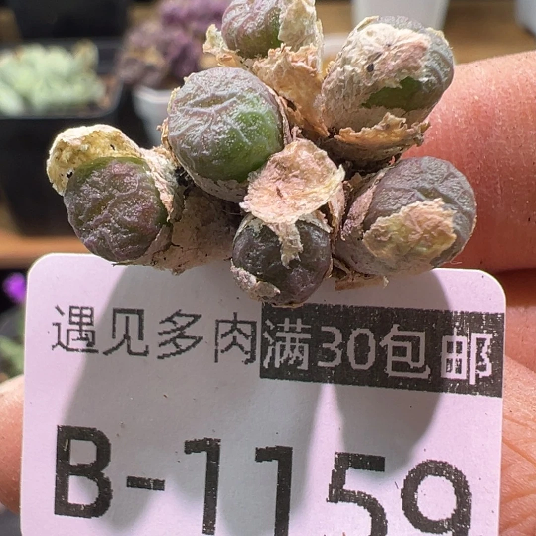 多肉植物1111111111111